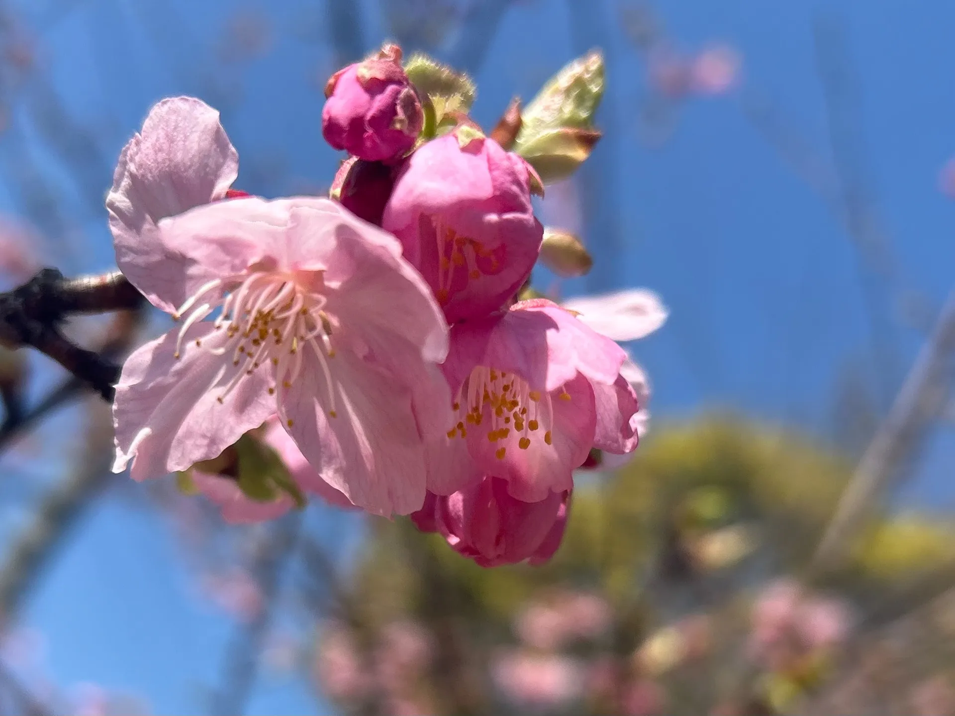 【WISTERIA】桜の季節★美の始まり